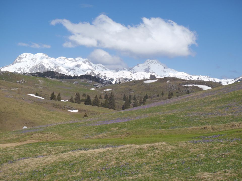 20140417 Velika planina še vedno v cvetju - foto povečava