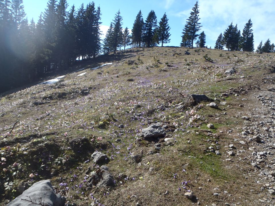 20140417 Velika planina cvete - foto povečava