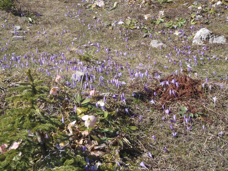 20140417 Velika planina cvete - foto povečava