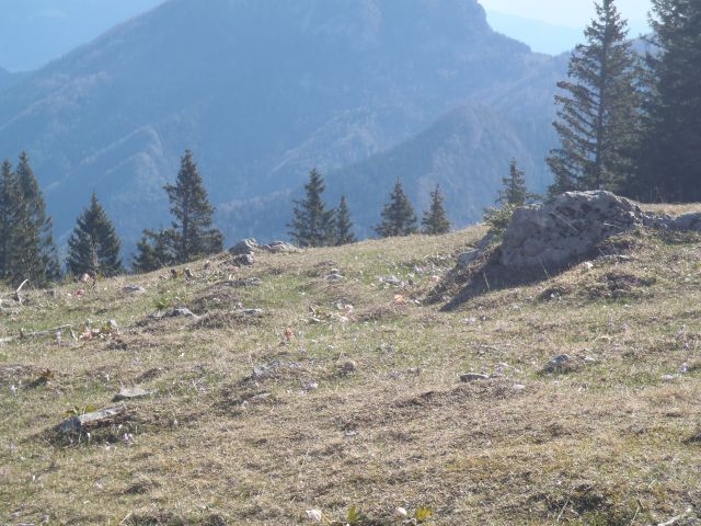 20140417 Velika planina cvete - foto