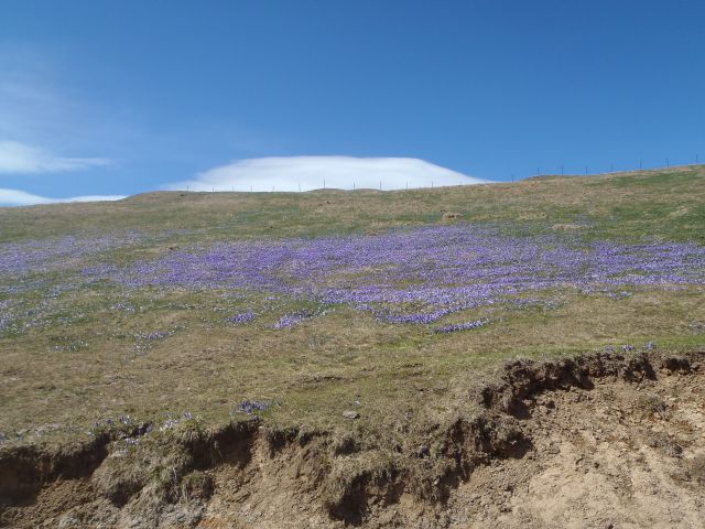 20140417 Velika planina cvete - foto