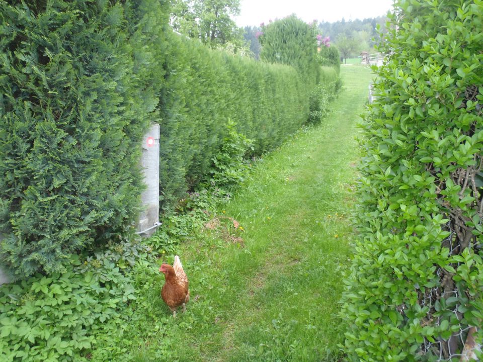 20140427 V.Tinje-Trije kralji-Sv.Urh - foto povečava