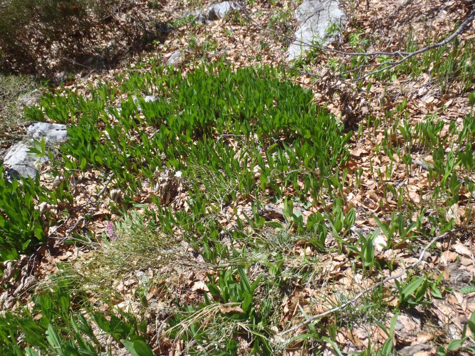 20140504 Dravh,Lajnar,Slatnik,Možic - foto povečava