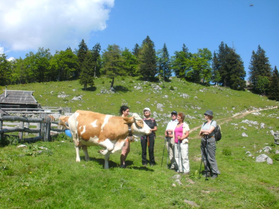 20140607 Rzenik,Konj,Pl.Konjščica - foto povečava