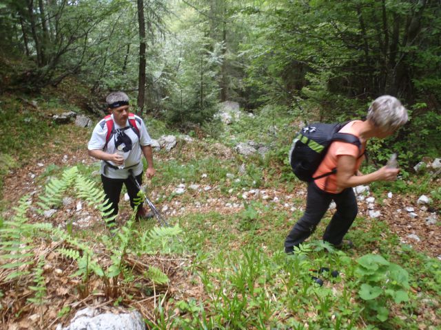 20140622 Pod Zjabci - Travnik -- brezpotje - foto