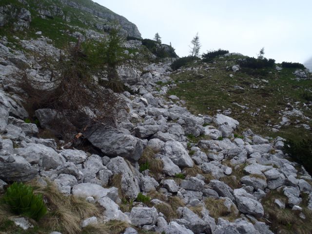 20140622 Pod Zjabci - Travnik -- brezpotje - foto