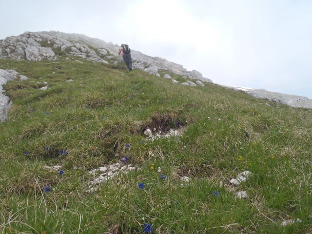 20140622 Pod Zjabci - Travnik -- brezpotje - foto