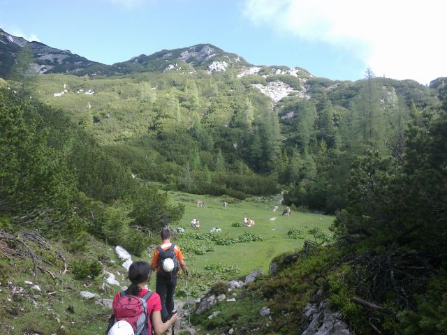 Pot čez planino, kjer uživajo kravice :)