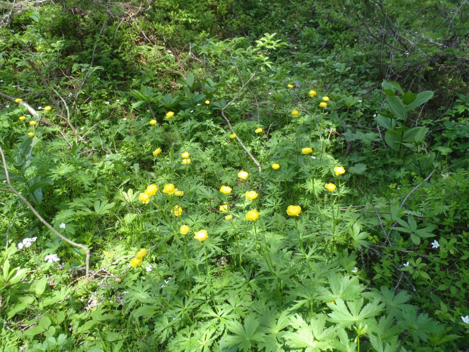 20140706 Kepa - Bertahütte-grebenska - foto povečava