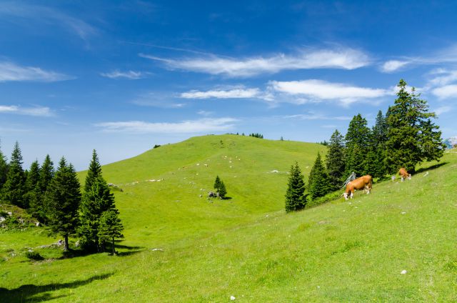 20140704 Velika planina - foto