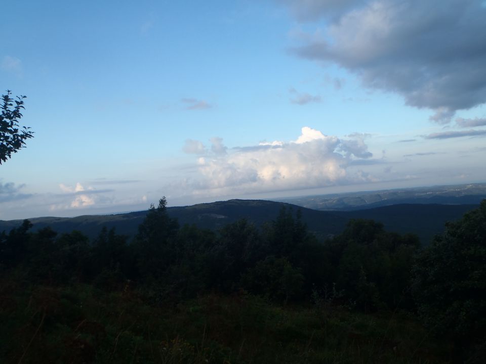 20140819 Slavnik - bujno rastje - foto povečava