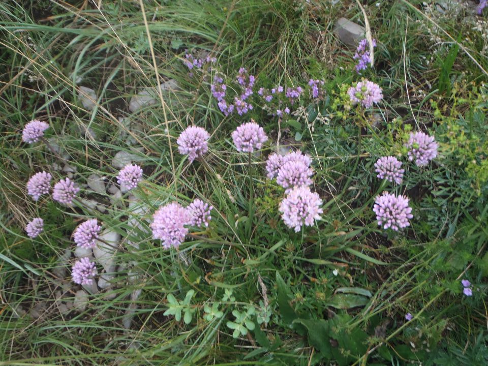 20140819 Slavnik - bujno rastje - foto povečava