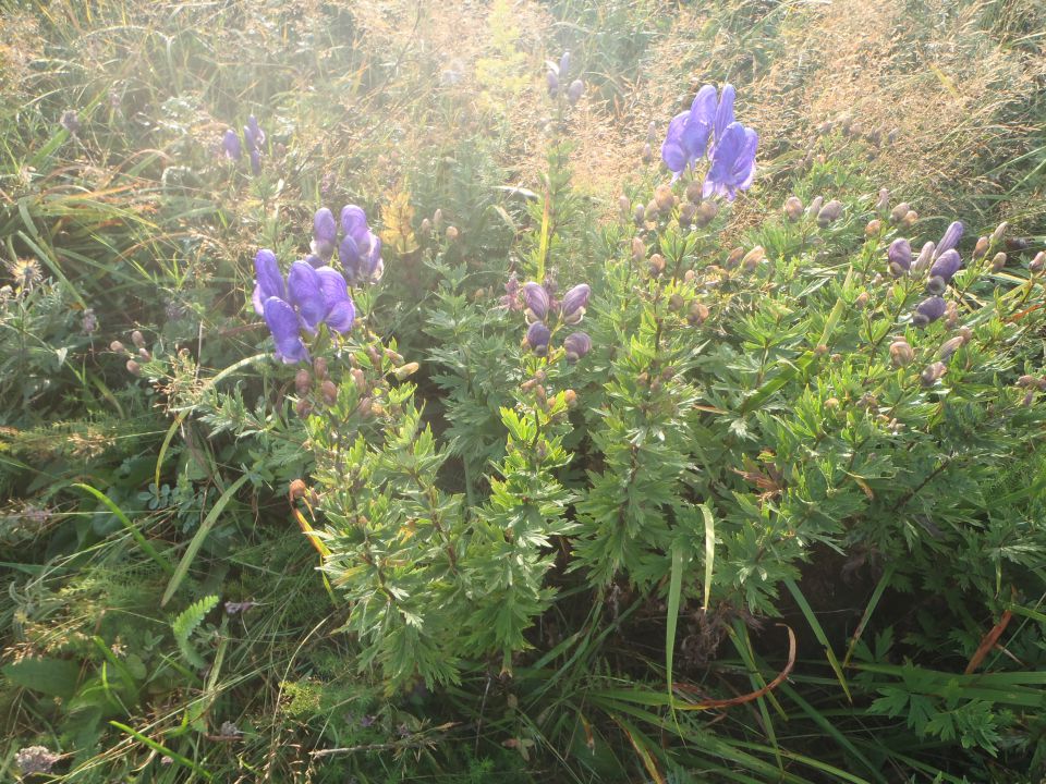 20140819 Slavnik - bujno rastje - foto povečava