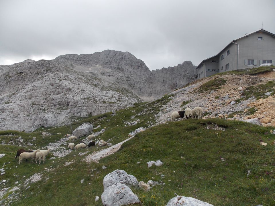 Ovčke pred Pogačnikovim domom na Kriških Podih