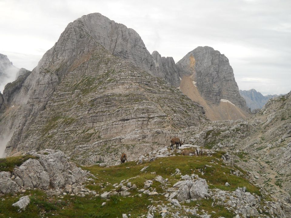Kozorogi ob poti (zadaj levo Bovški Gamsovec, desno Pihavec)