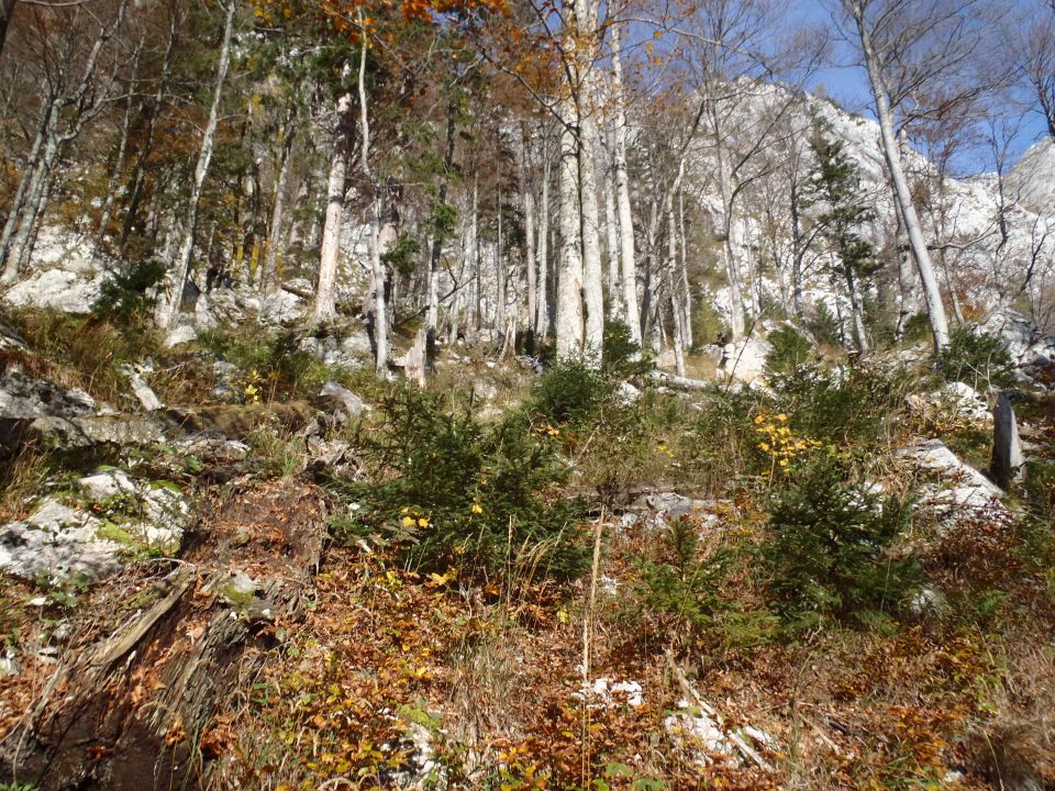 20141012 Kogel čez Gamsov skret - foto povečava