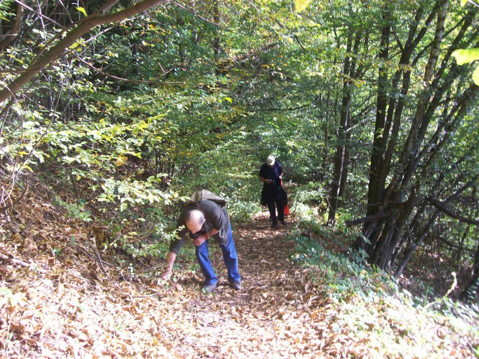 20141012 Žavcarjev vrh - kostanji - foto povečava