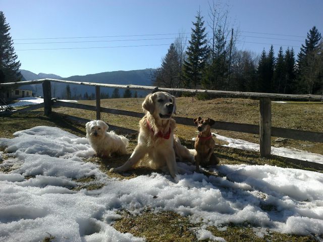 Še naš pozerski pasji trio :)