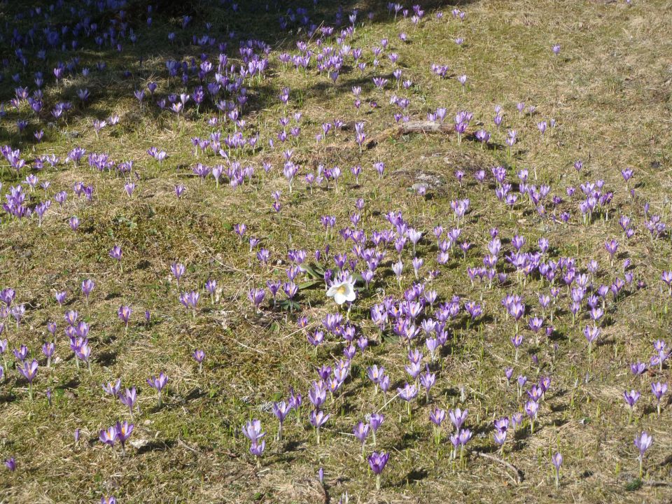 20150423 Velika planina v cvetju - foto povečava