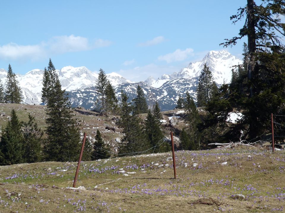 20150423 Velika planina v cvetju - foto povečava