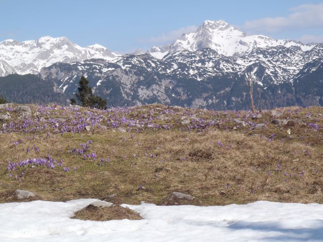 20150423 Velika planina v cvetju - foto