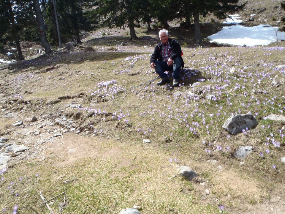 20150423 Velika planina v cvetju - foto povečava