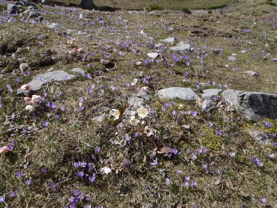 20150423 Velika planina v cvetju - foto povečava