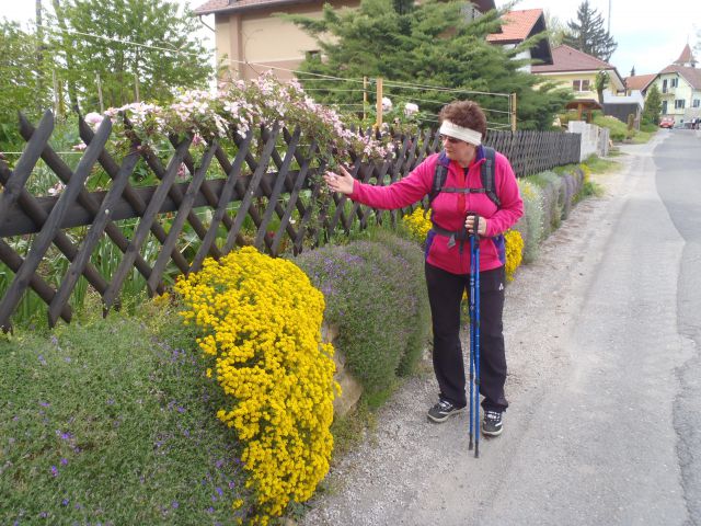 20150501 40-let pd Lenart  pohod na Zavrh - foto