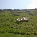 Tudi ovčke se že pasejo na planini :)