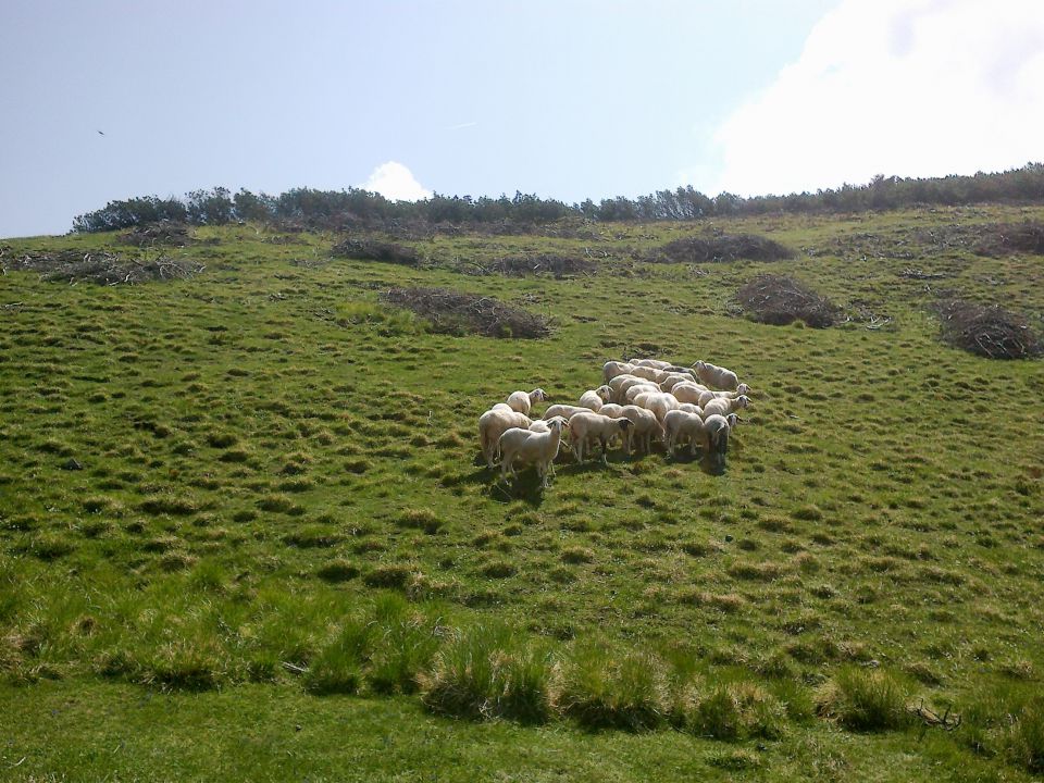 Tudi ovčke se že pasejo na planini :)