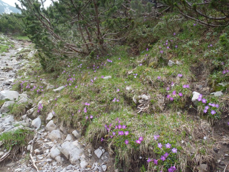 20150607 Roban.k.,Žvižgovec-V.Vrh-V.Zelenica - foto povečava