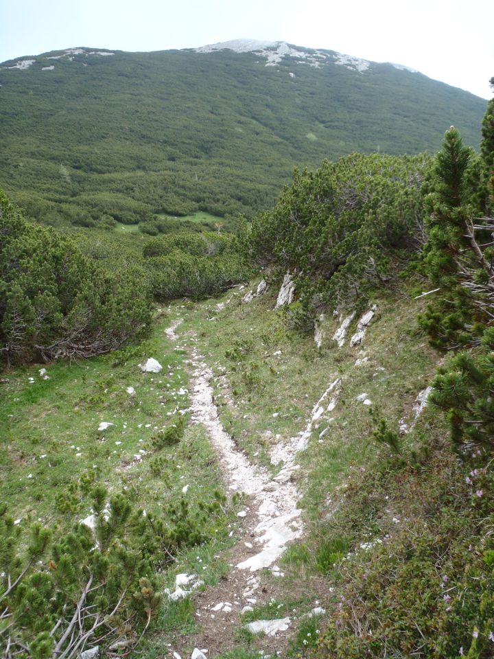 20150607 Roban.k.,Žvižgovec-V.Vrh-V.Zelenica - foto povečava