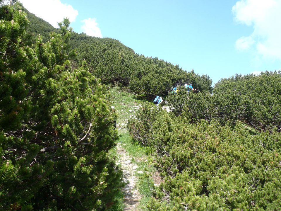 20150607 Roban.k.,Žvižgovec-V.Vrh-V.Zelenica - foto povečava