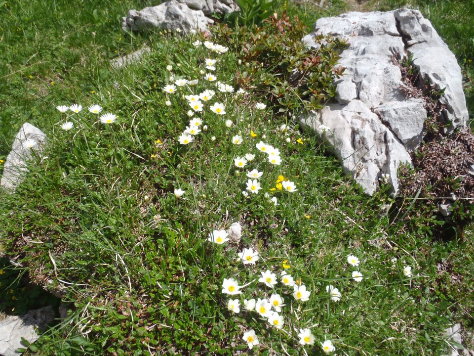 20150607 Roban.k.,Žvižgovec-V.Vrh-V.Zelenica - foto povečava