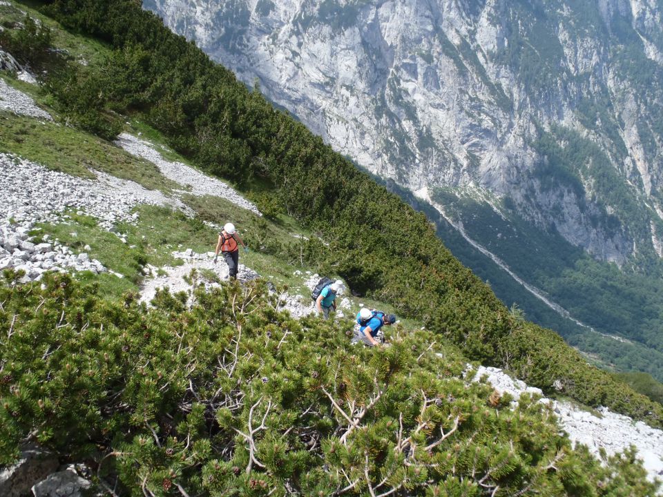 20150607 Roban.k.,Žvižgovec-V.Vrh-V.Zelenica - foto povečava