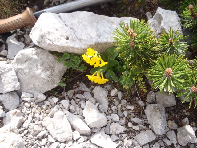 Edini še cvetoči Avrikelj (lepi jeglič-primula), ki smo ga videli.
