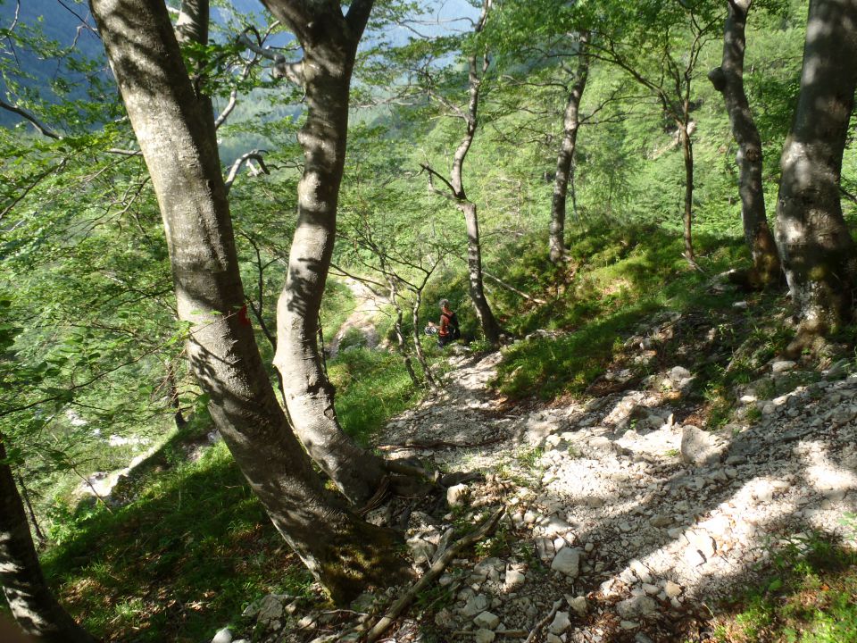 20150607 Roban.k.,Žvižgovec-V.Vrh-V.Zelenica - foto povečava