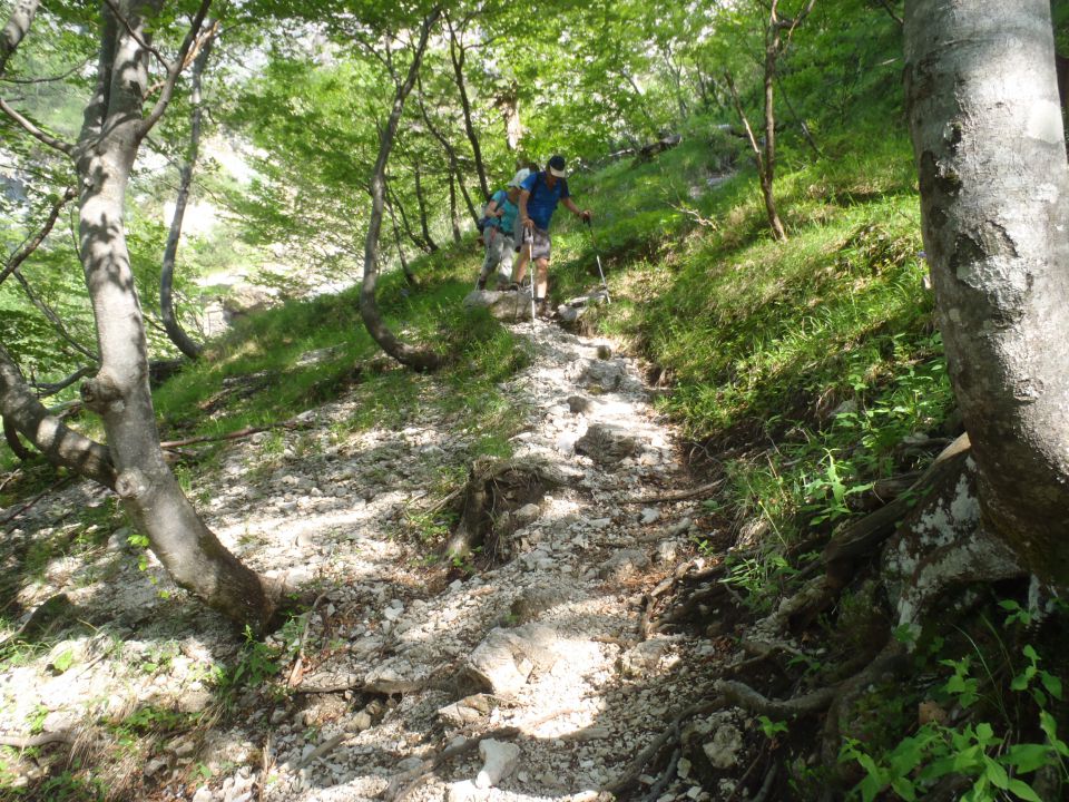 20150607 Roban.k.,Žvižgovec-V.Vrh-V.Zelenica - foto povečava