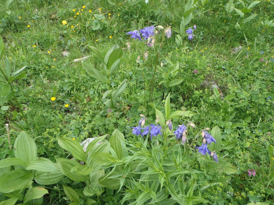 20150613 Dan slovenskih planincev-Krvavec - foto povečava