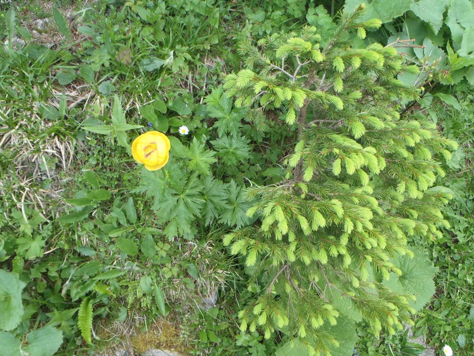 20150613 Dan slovenskih planincev-Krvavec - foto povečava