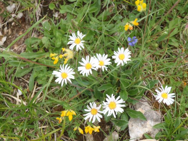 20150613 Dan slovenskih planincev-Krvavec - foto