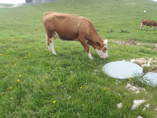 20150613 Dan slovenskih planincev-Krvavec - foto