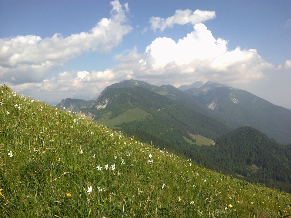 Pogled na cvetoče narcise