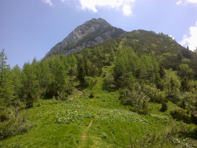 Pogled s poti proti vrhu Košutice
