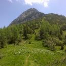 Pogled s poti proti vrhu Košutice