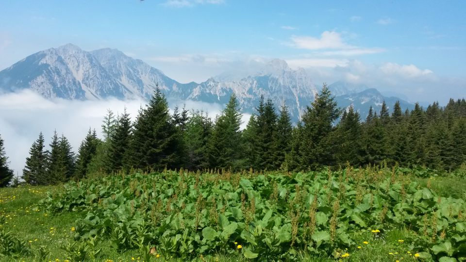 Razgled s poti na Begunjsko Vrtačo, Begunjščico, Vrtačo, Palec in Zelenjak