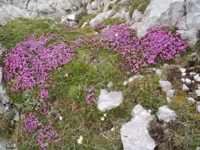20150621 Srednji v.med Stol in Begunj.-Vrtača - foto