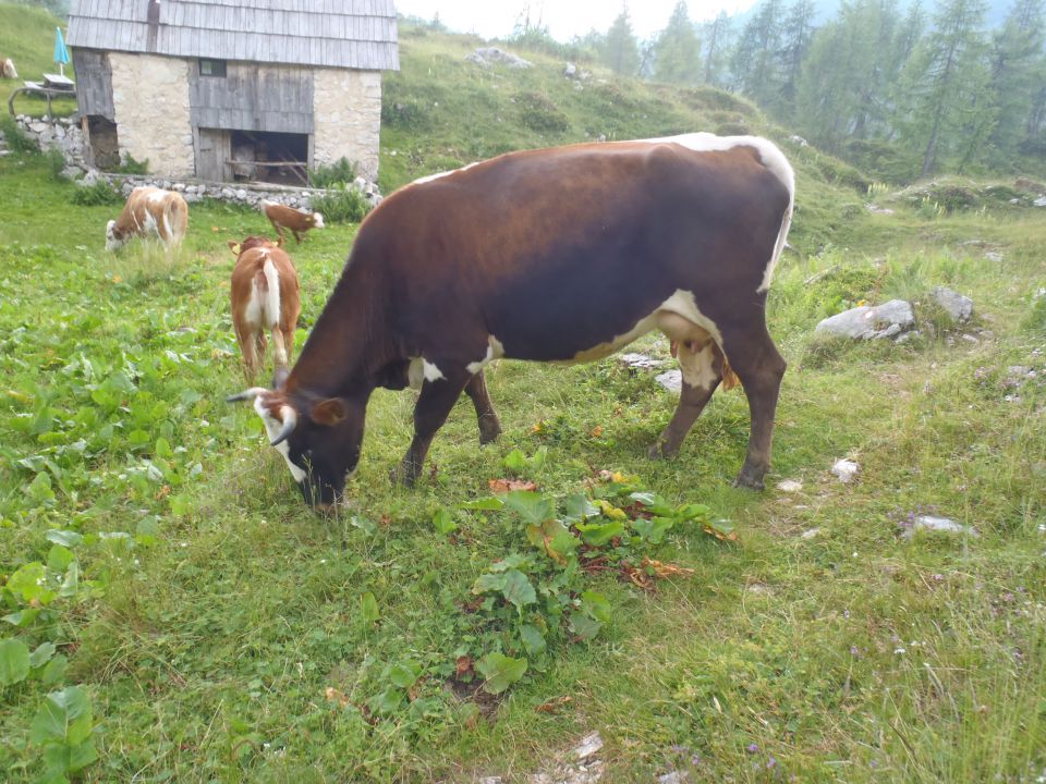 20150704 Komarča p.Viševnik Ovčarija Štapce  - foto povečava