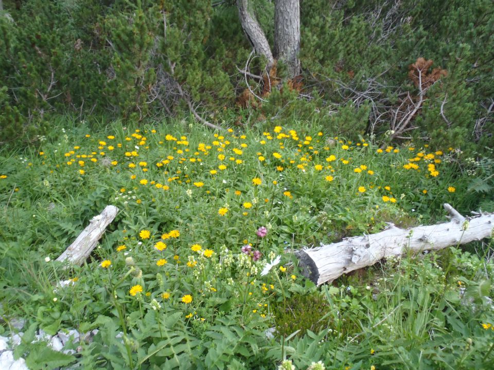 20150704 Komarča p.Viševnik Ovčarija Štapce  - foto povečava