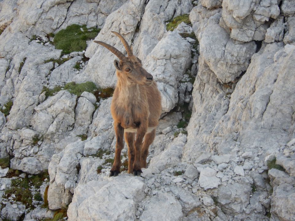 20150707 Viš (po plezalni poti Anita Goitan) - foto povečava